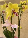 IMG_9422.webp