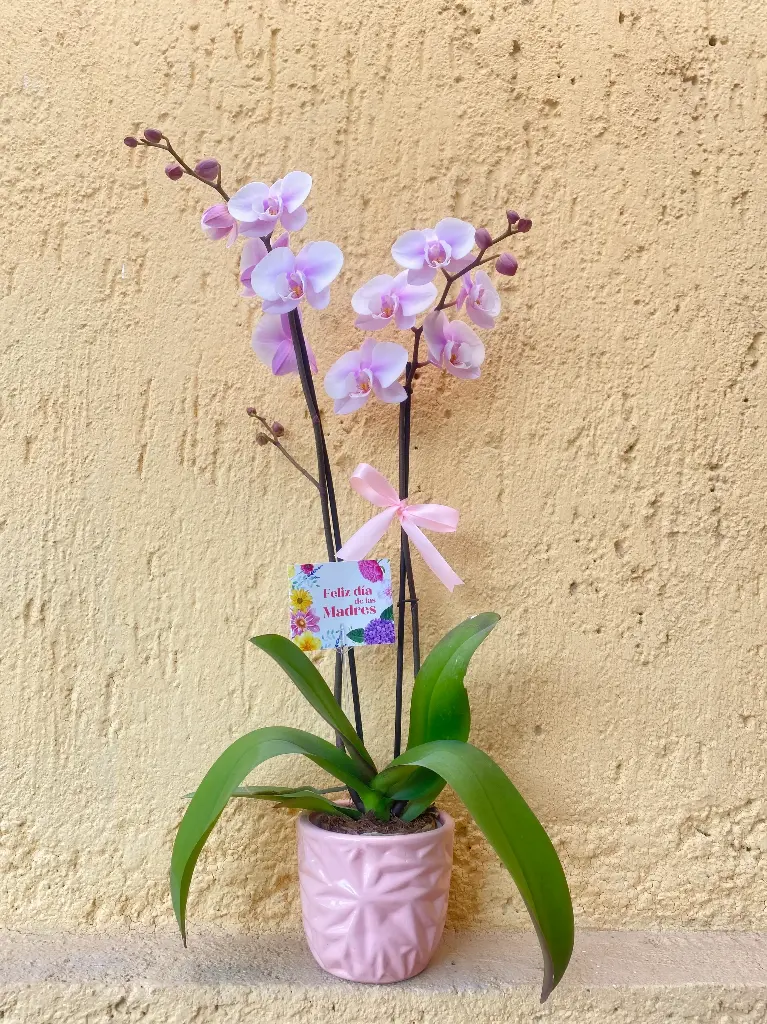 Orquidea Phalaenopsis