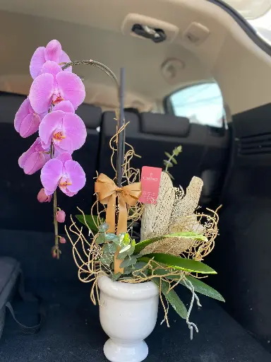 Orquidea Cascada 