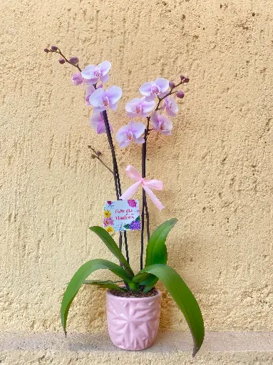 Orquidea Phalaenopsis